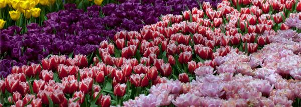 New Zealand Bulbs Flowers
