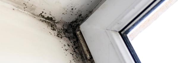 Eliminate Mould - Home Cleaning Tip