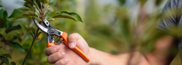 Prune, Trim and Shape for Summer - Lawn and Garden Tips