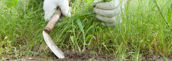 Weed control - Lawn and Garden Tips