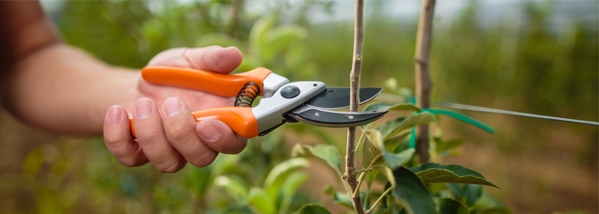 Plant and tree prunning