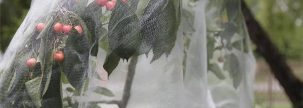 Frost cloths - Protecting plants